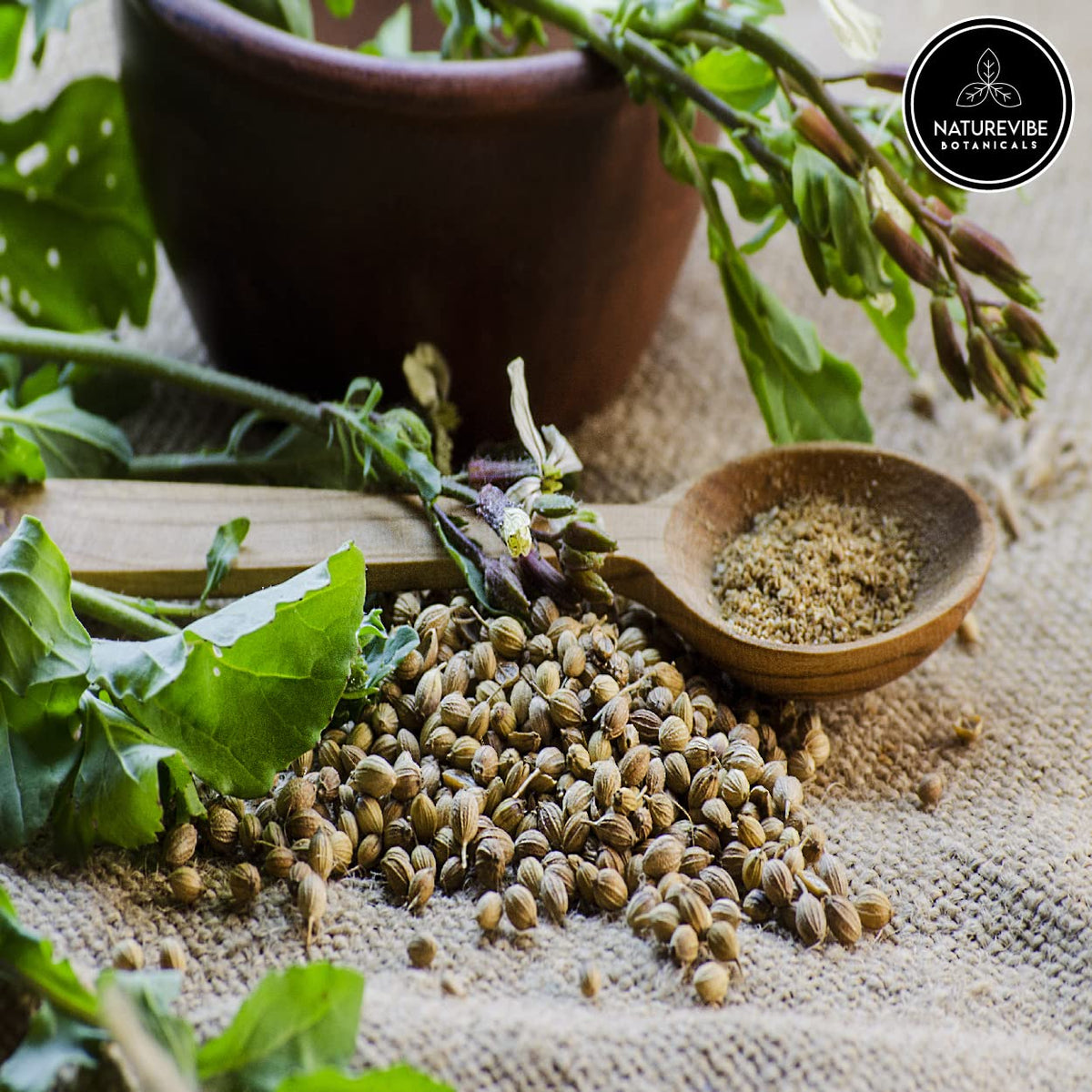 Naturevibe Botanicals coriander seeds dried used to grind at home for curry bases.