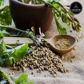 Naturevibe Botanicals coriander seeds dried used to grind at home for curry bases.