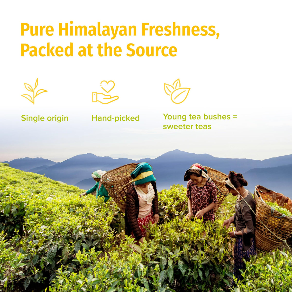 Brewed Nepal Tea White Prakash cup with amber infusion and floral aroma