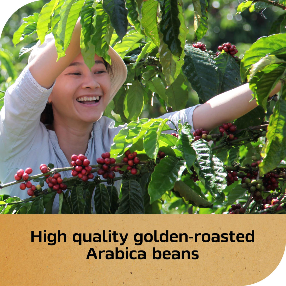 NESCAFÉ Gold Espresso Intense golden beans highlighting premium flavor.