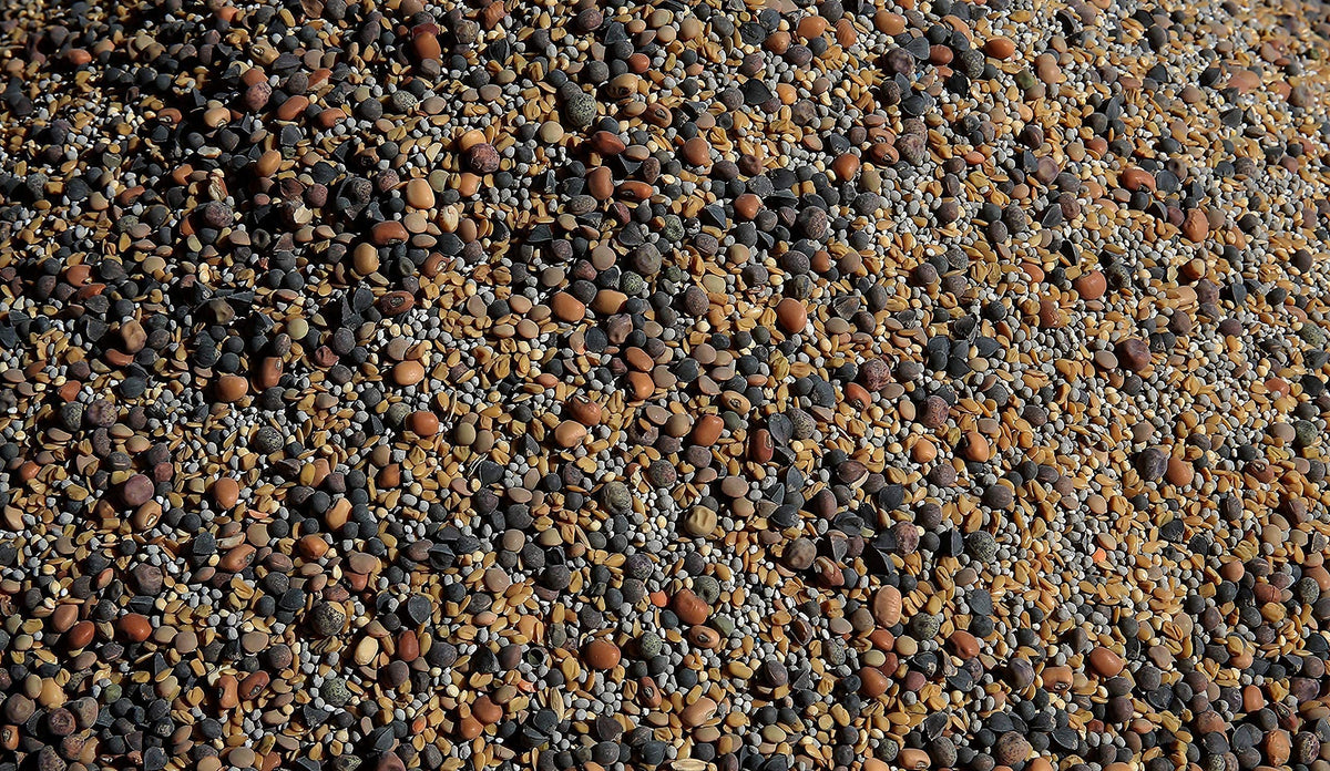 No-Till Solutions 13-seed mix field shot demonstrates effective mulching and soil cover.
