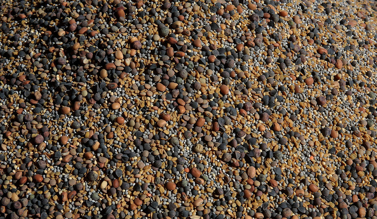 No-Till Solutions inoculated seeds close-up showing Rhizobium benefits for roots.