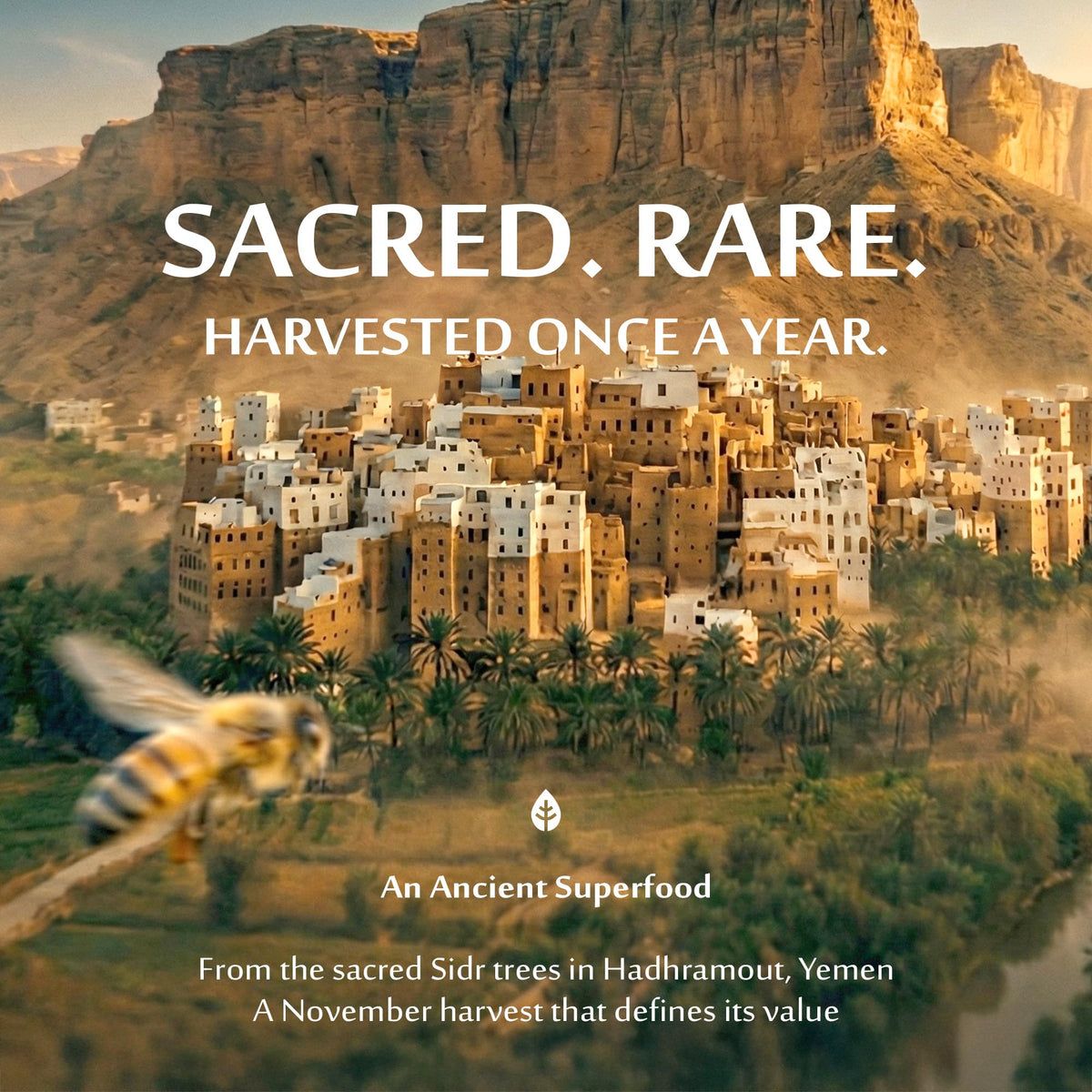 Now This Is Honey sidr honey label closeup showcases premium monofloral quality and heritage.