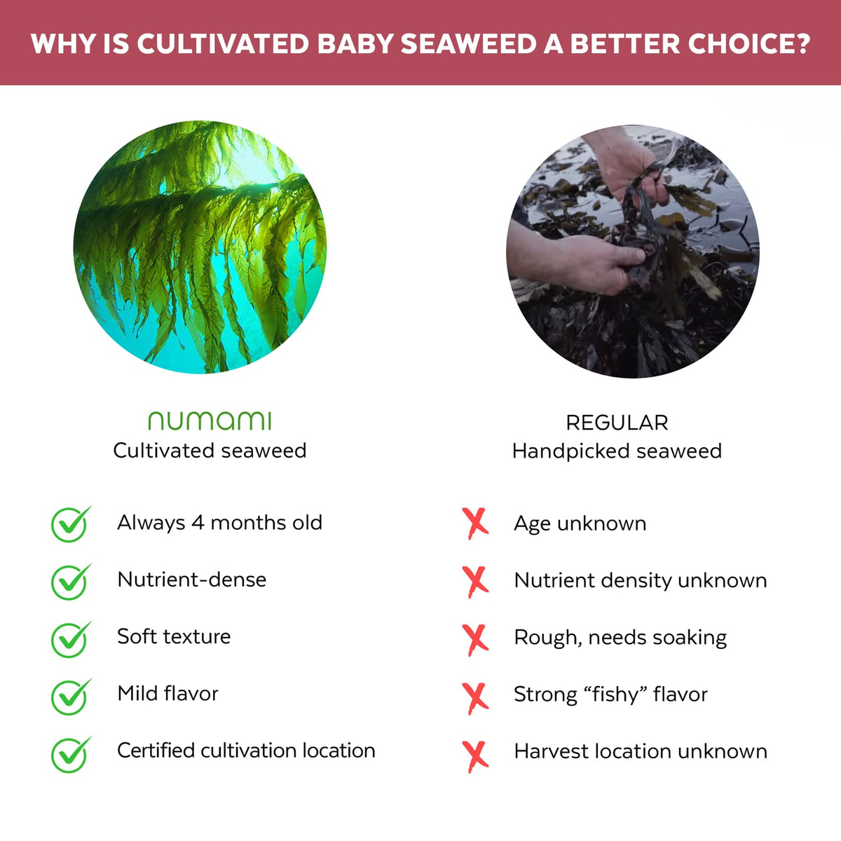 Numami biodegradable packaging for the dulse bag