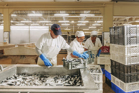 Nuri sardines labeled gluten-free and non-GMO for clean dining.