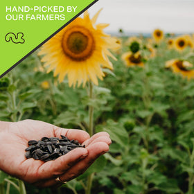 Nut Cravings sunflower-seeds-oatmeal-addition enriches morning bowls