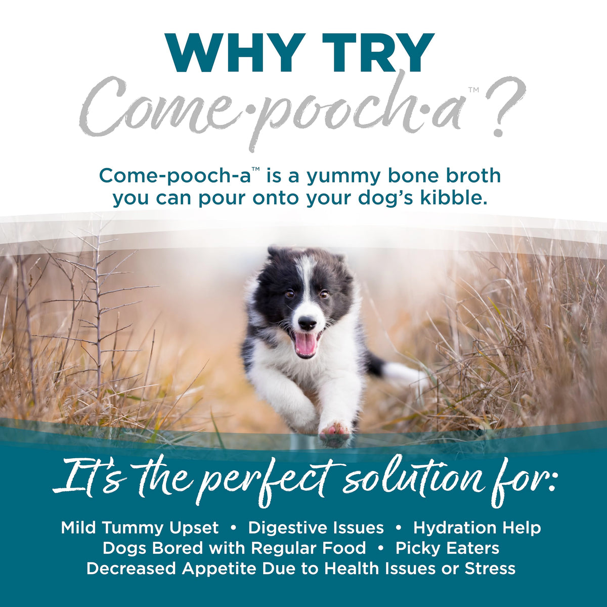 NutriSource Come-Pooch-A bone broth being poured over kibble for enhanced flavor.
