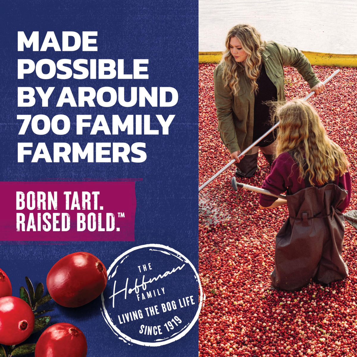 Ocean Spray co-op farmers story highlighting cranberry sourcing.