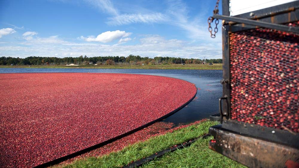 Ocean Spray cooperative farmers field imagery with bottle highlighting supply from family farms
