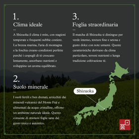 Ocha & Co. Itsumo Matcha Classic Grade bowl with whisk ready for ceremony