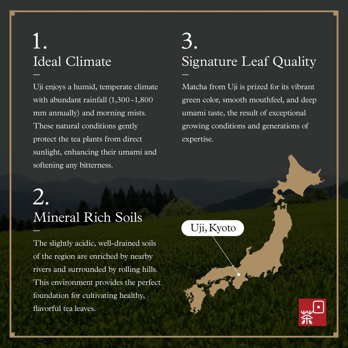 Ocha Co okumidori cultivar leaf close-up highlights origin.