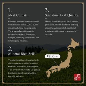 Ocha Co okumidori cultivar leaf close-up highlights origin.