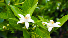 OFLORALE orange blossom water used in baking desserts for aroma.
