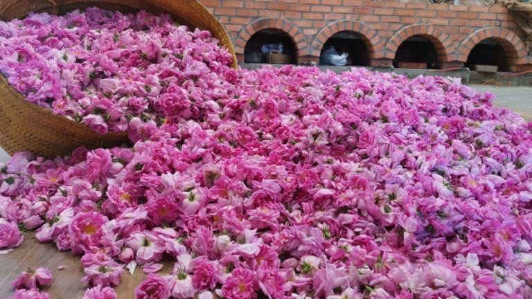 OFLORALE rose water in a cocktail glass with floral aroma