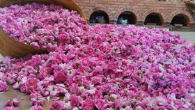 OFLORALE rose water in a cocktail glass with floral aroma