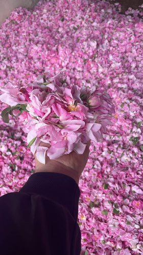 OFLORALE rose water applied to hair and skin for hydration
