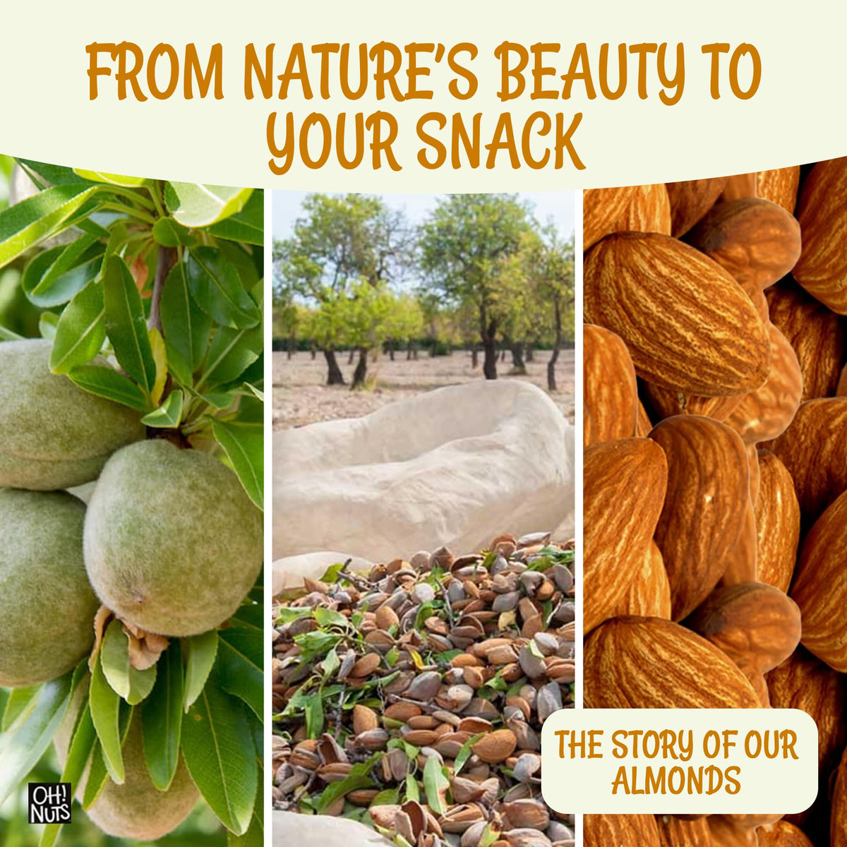 Oh! Nuts almonds 2 lb bulk bag ready for pantry storage