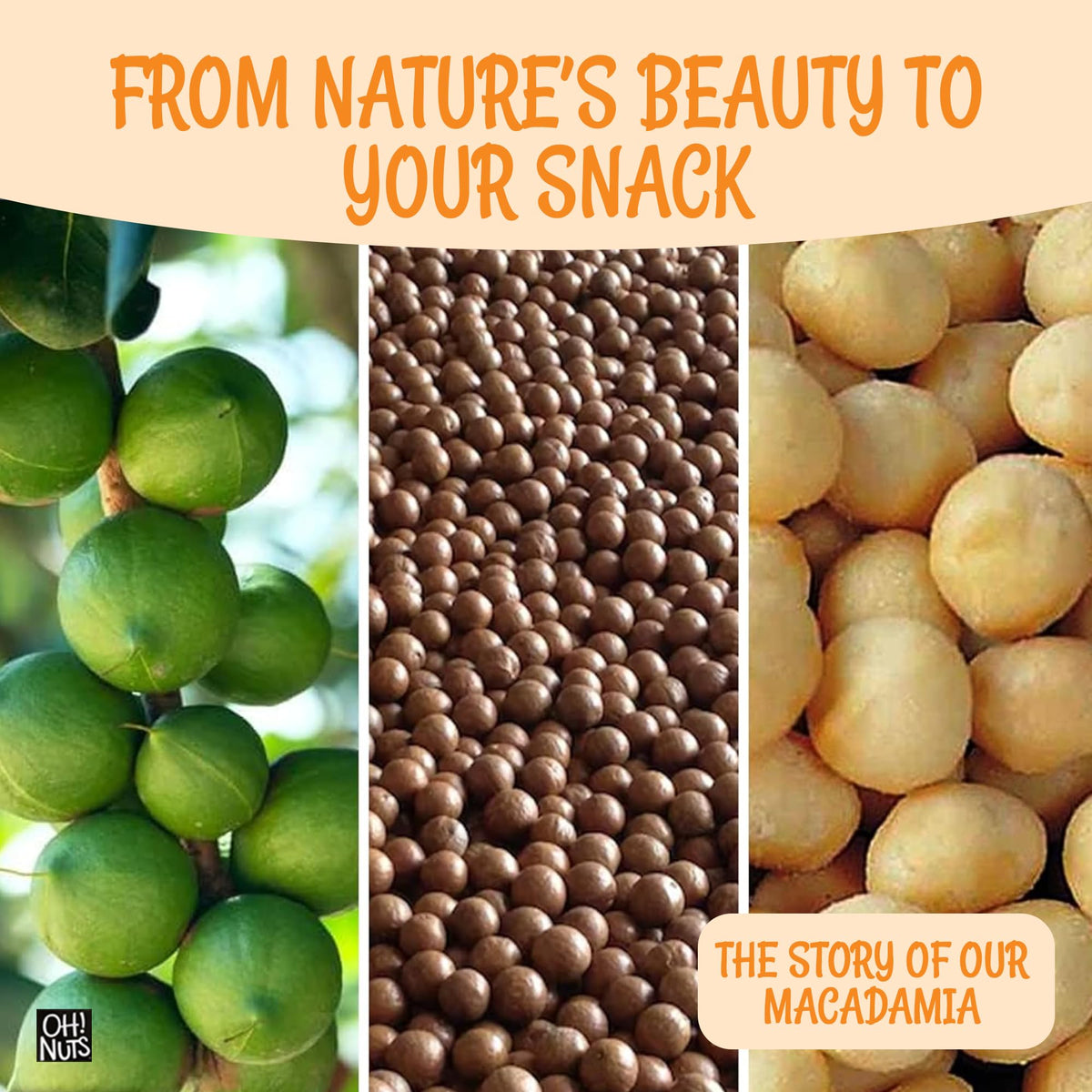 Oh! Nuts macadamia nuts in handful, creamy bite for mindful nibbling.