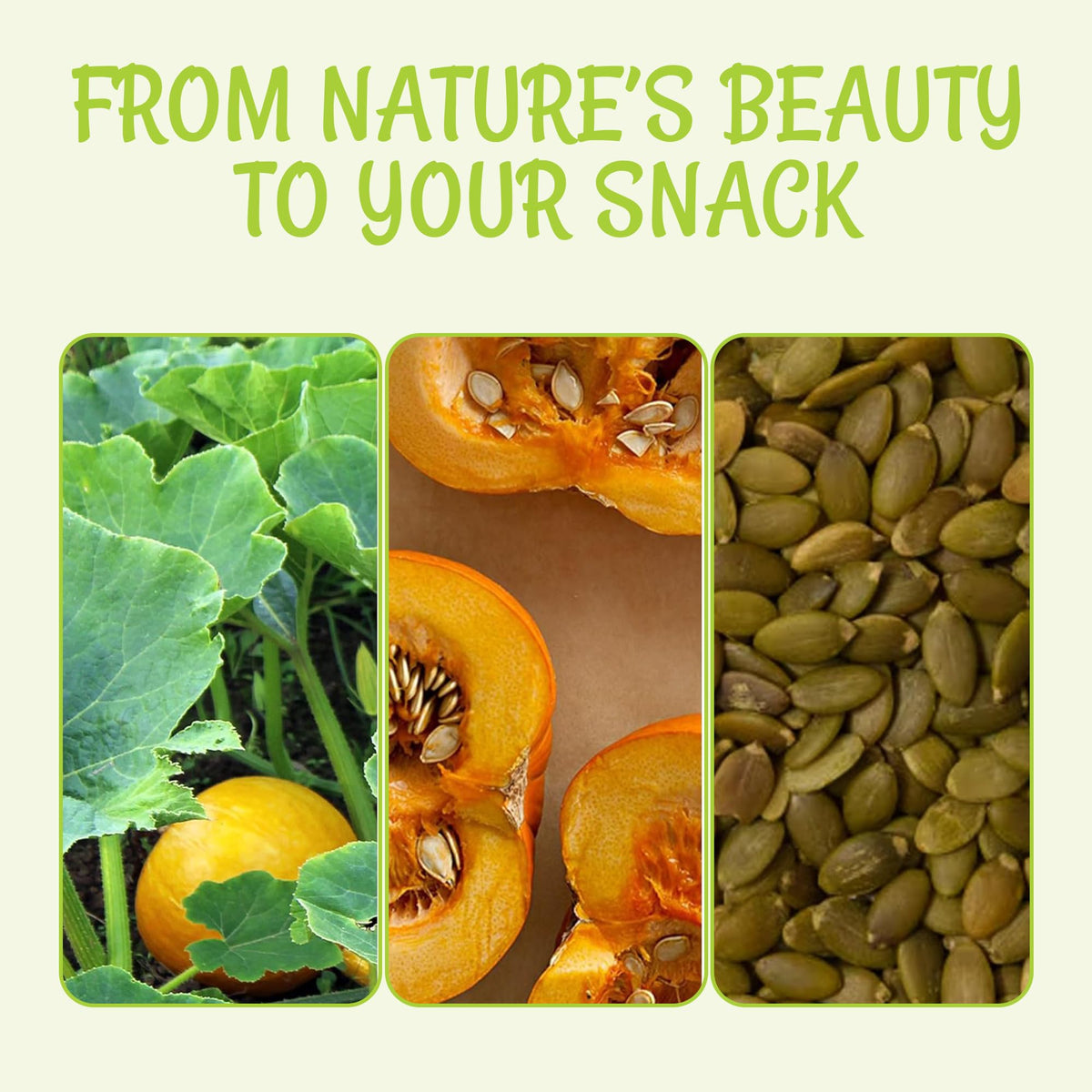 Oh! Nuts pumpkin seeds no-shell pepitas ready for snacking.