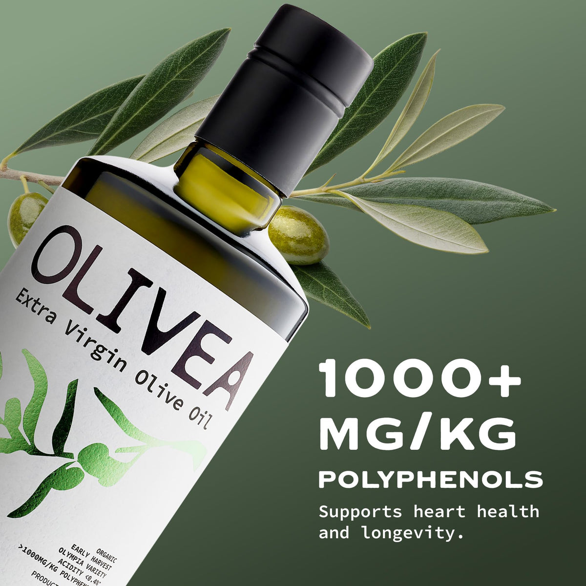 Olivea early-harvest Koroneiki olives on tree illustrating organic sourcing.