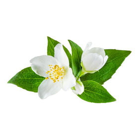 OliveNation Jasmine flavor extract dropper adding a light floral note to beverages