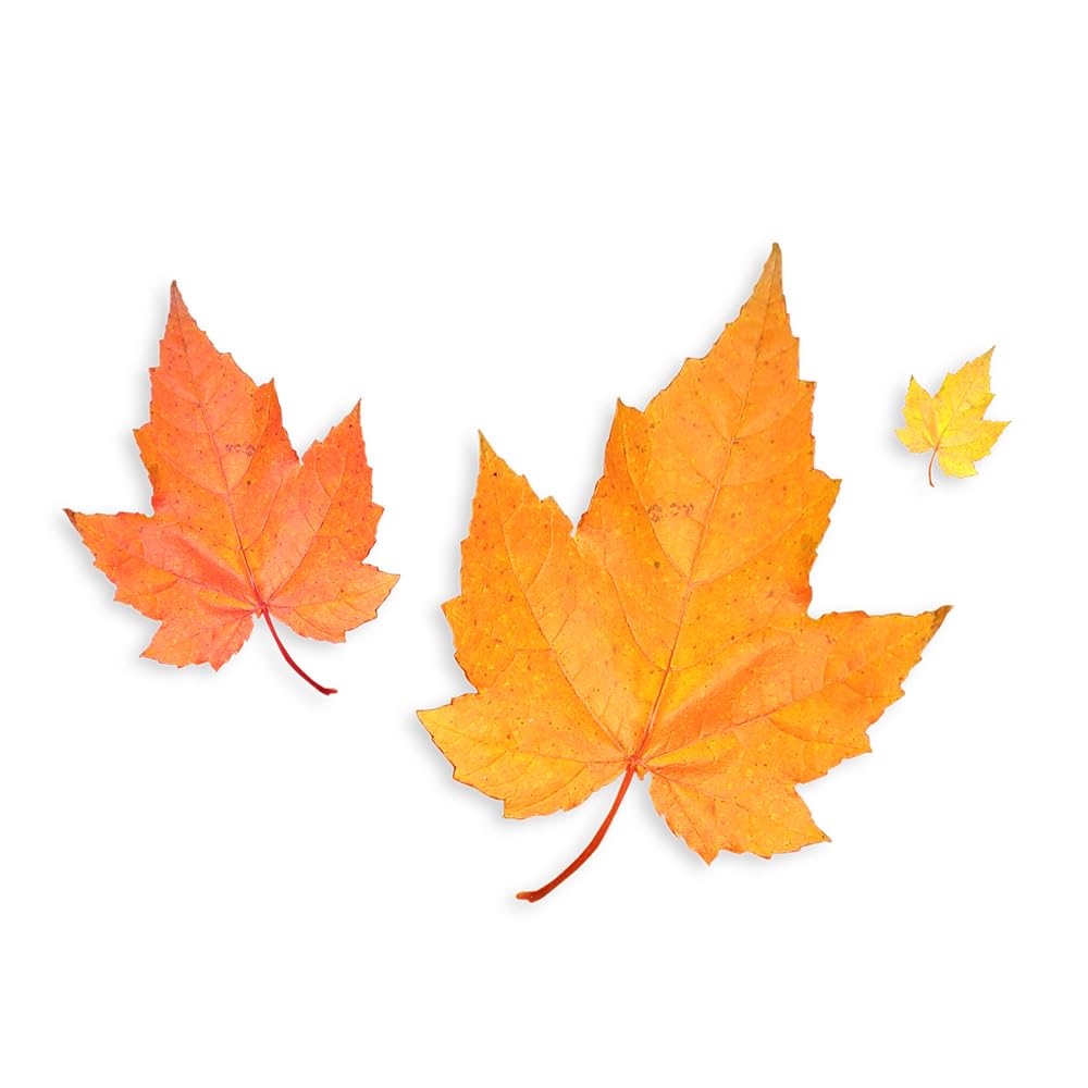 OLIVENATION Maple Flavoring label close-up highlighting non-GMO and gluten-free benefits.