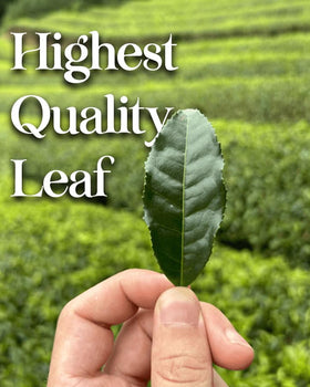 ONE WITH TEA Nutty Genmaicha aroma enhances mindful tea time.