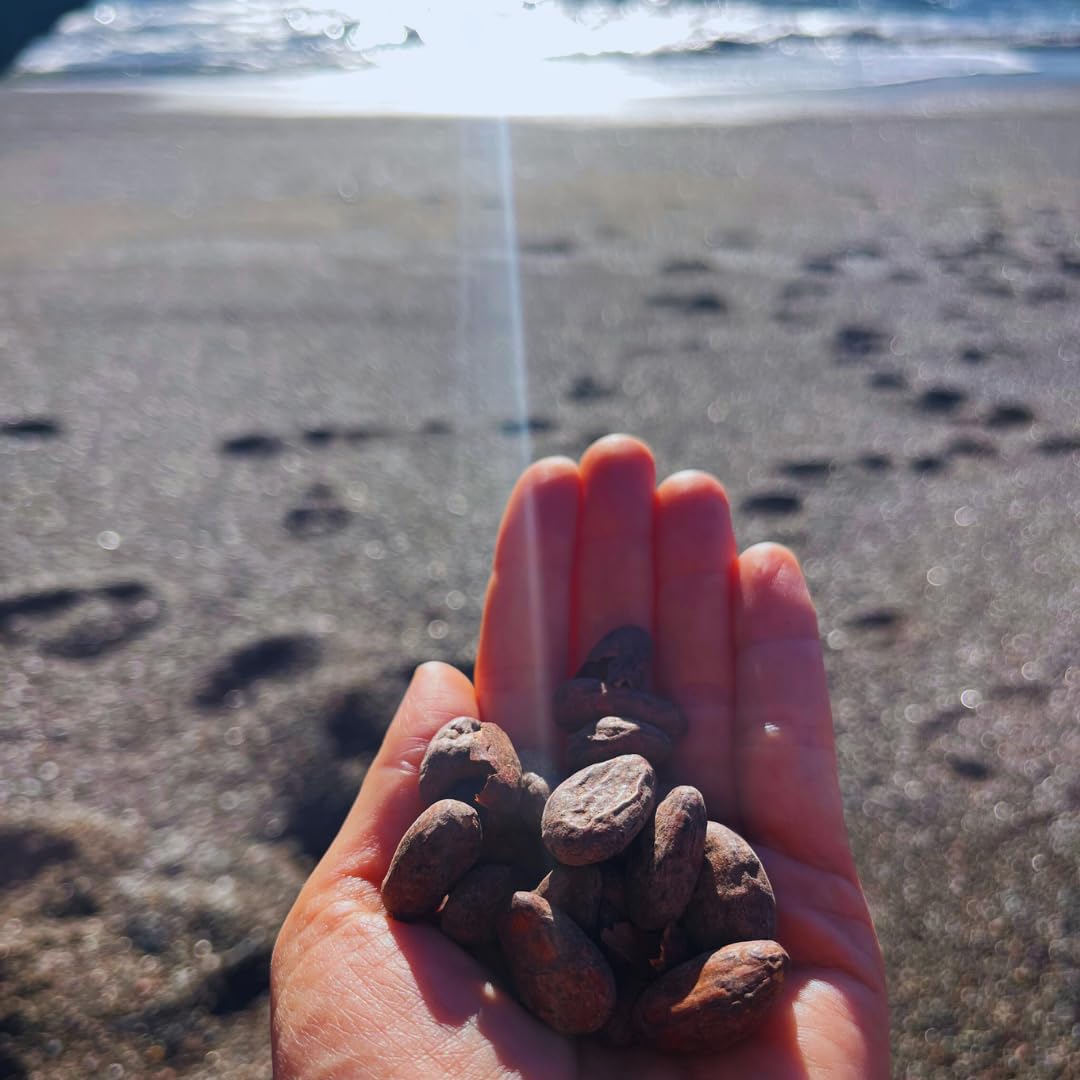 Ora Pure cacao sun-dried pods in rainforest setting