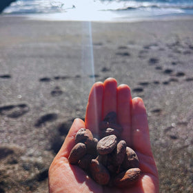 Ora Pure cacao sun-dried pods in rainforest setting