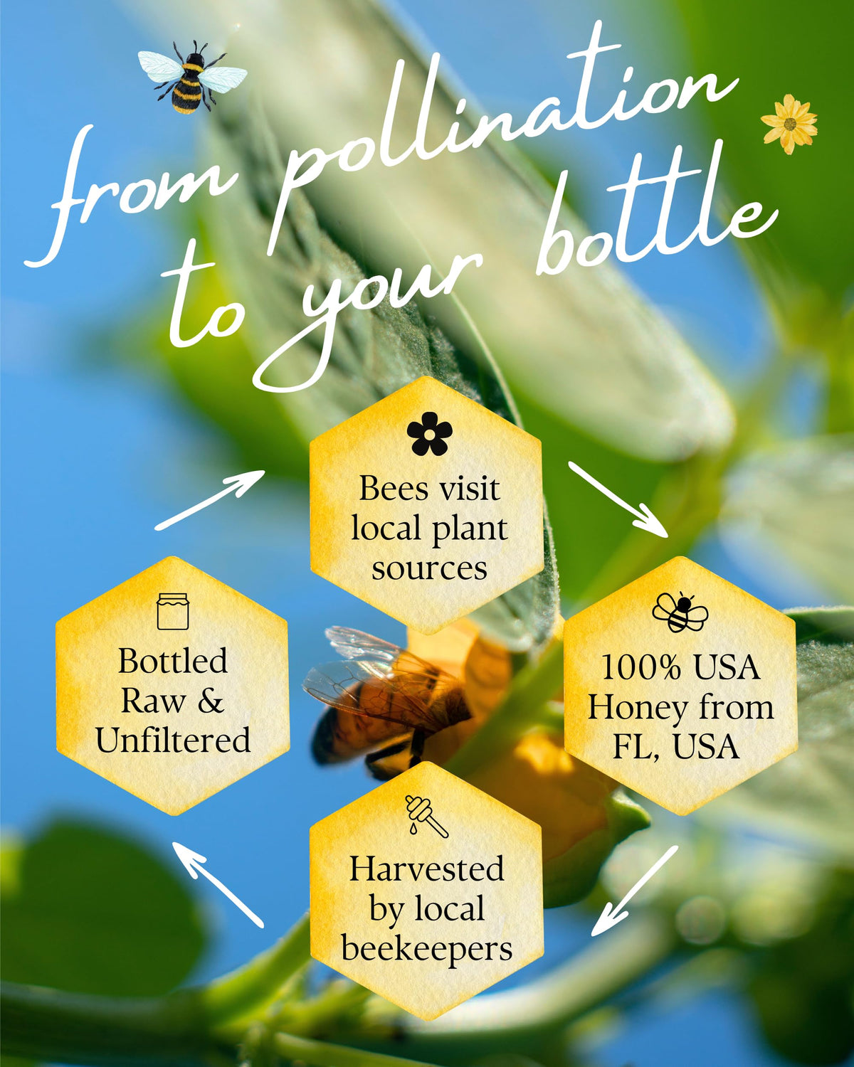 Orchard Pond Tupelo Honey bees nurtured on the hive, fresh harvest