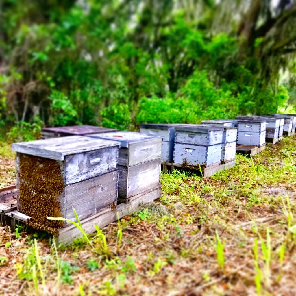 Orchard Pond Tupelo Honey North Florida harvest context
