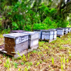 Orchard Pond Tupelo Honey North Florida harvest context