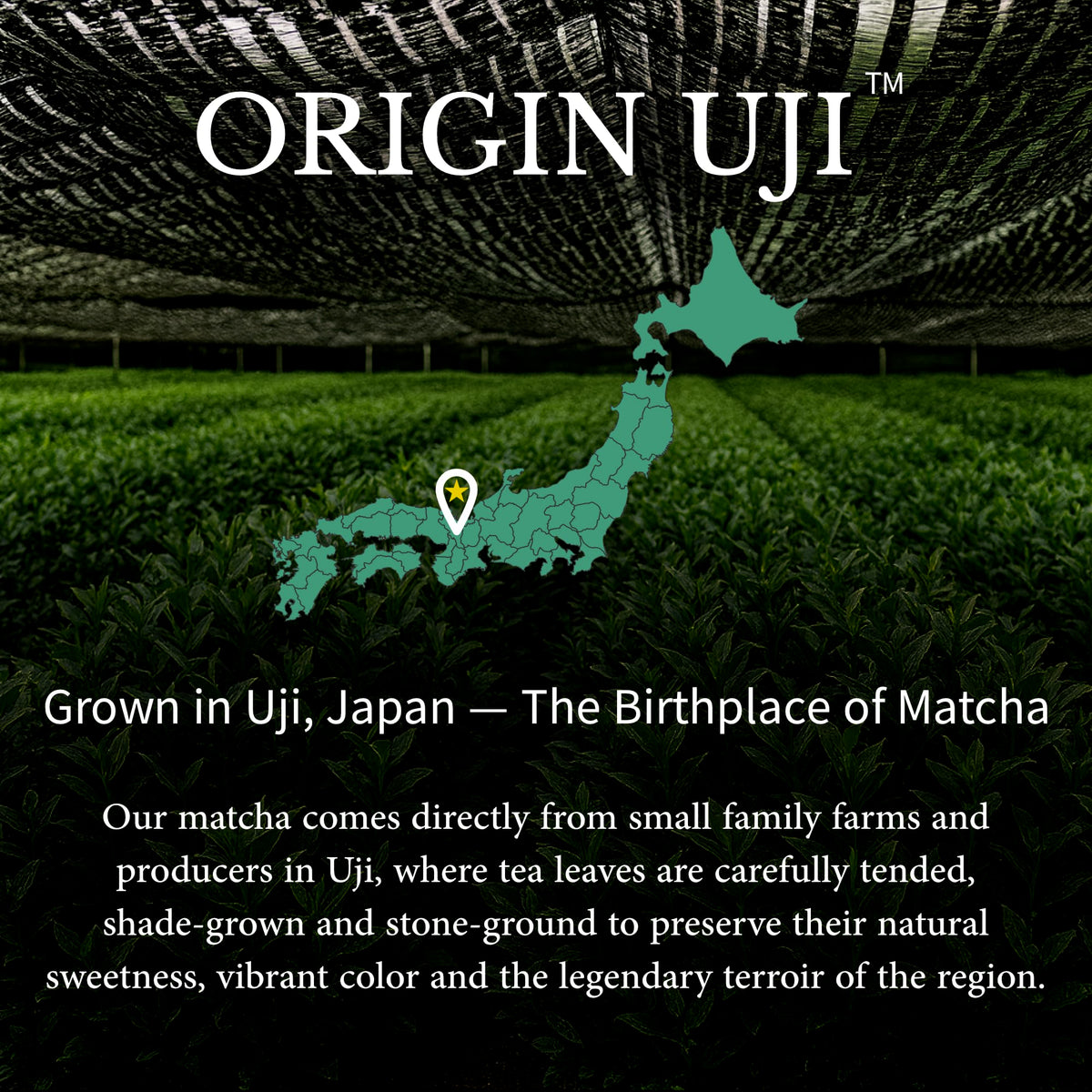 Origin Uji Matcha Masters Reserve harvest leaves depict first harvest shade-grown quality.
