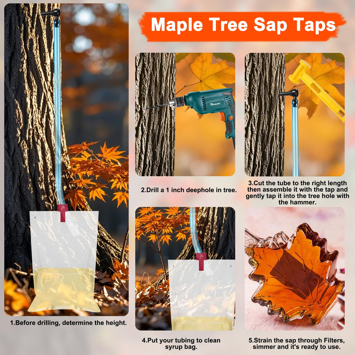 Oscorna setup shows taps inserted in a maple tree for sugaring.
