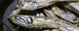 OSK Niboshi added to soups or stir-fries for depth.