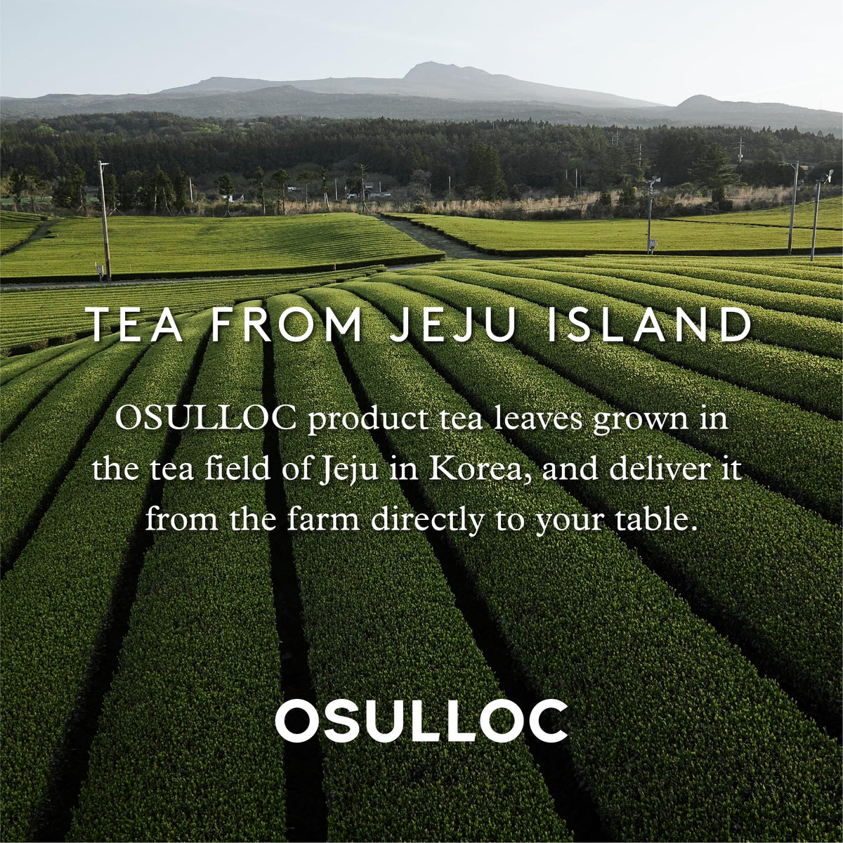 Osulloc blended tea selection invites exploration of floral fruit flavors.