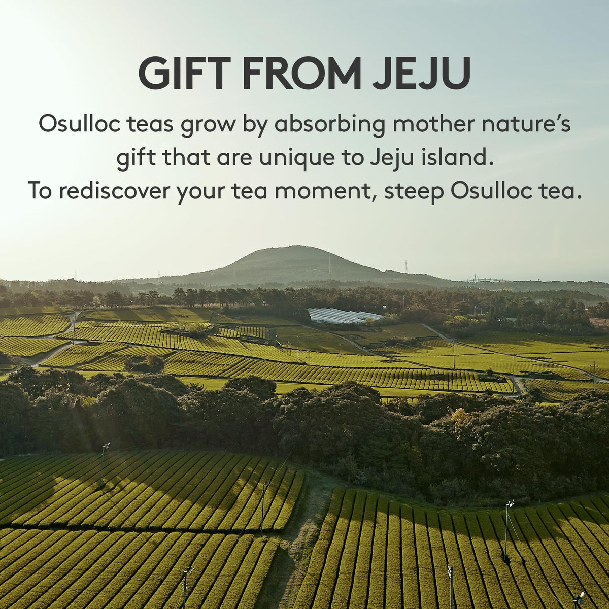 Osulloc Fig Chocolat pairs well with desserts for a satisfying after-dinner ritual.