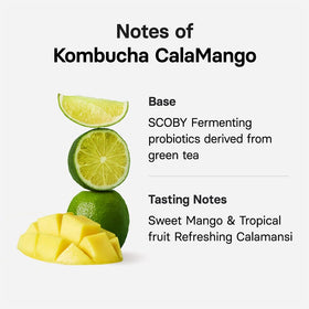 Osulloc Kombucha Calamango sticks collection ready to dissolve for quick drinks