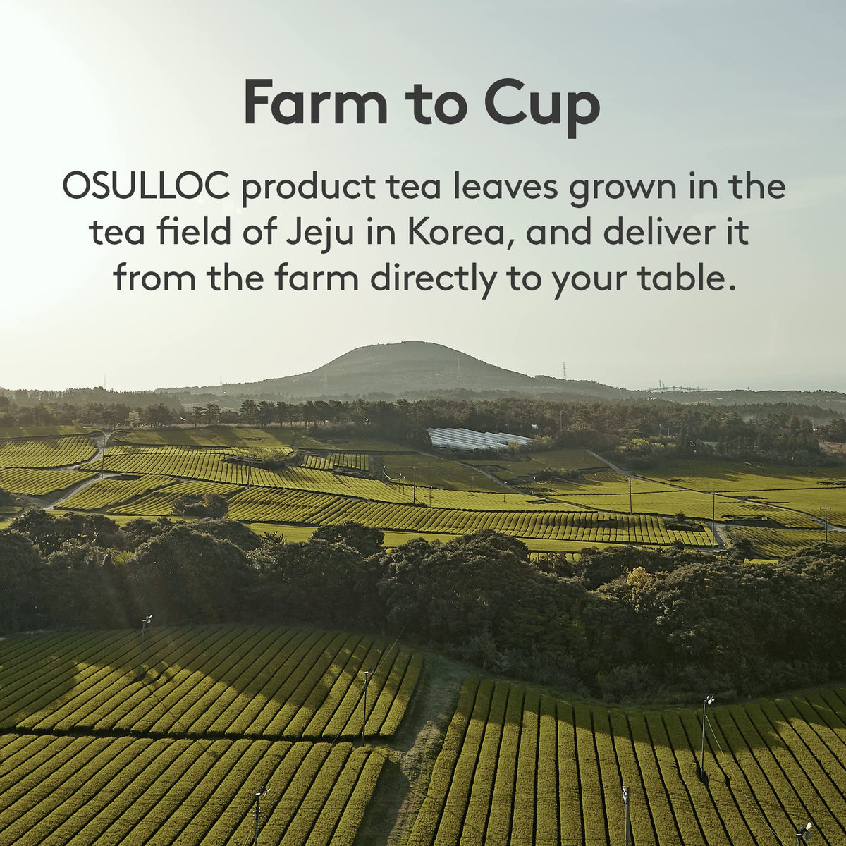 No added sugar claim visually supported by clean label on Osulloc LycheePeach