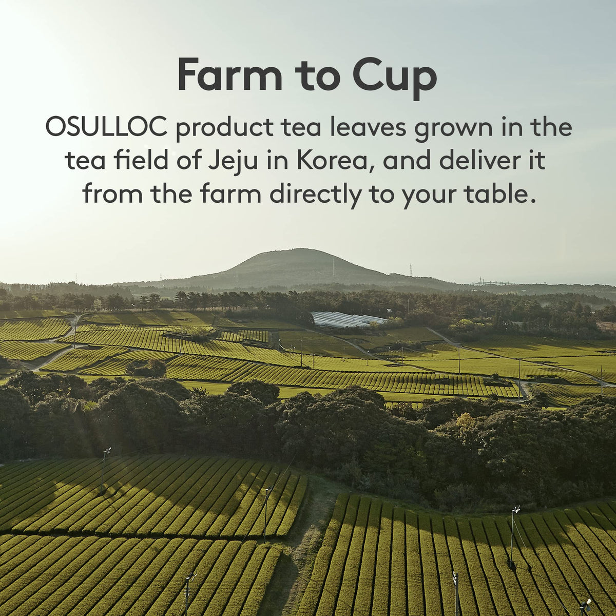 Osulloc Langue de Chat tin display suggests premium gifting