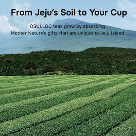 Osulloc Ginger Young-Gyul offers a distinctive blend found only in Osulloc.