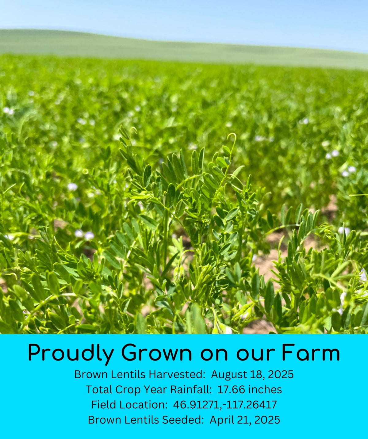 Palouse Brand farm field lentils, grown in Washington for authentic farm-to-table quality.