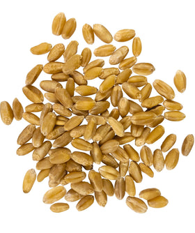 Palouse Brand hard white wheat berries label showing purity and quality for home cooking