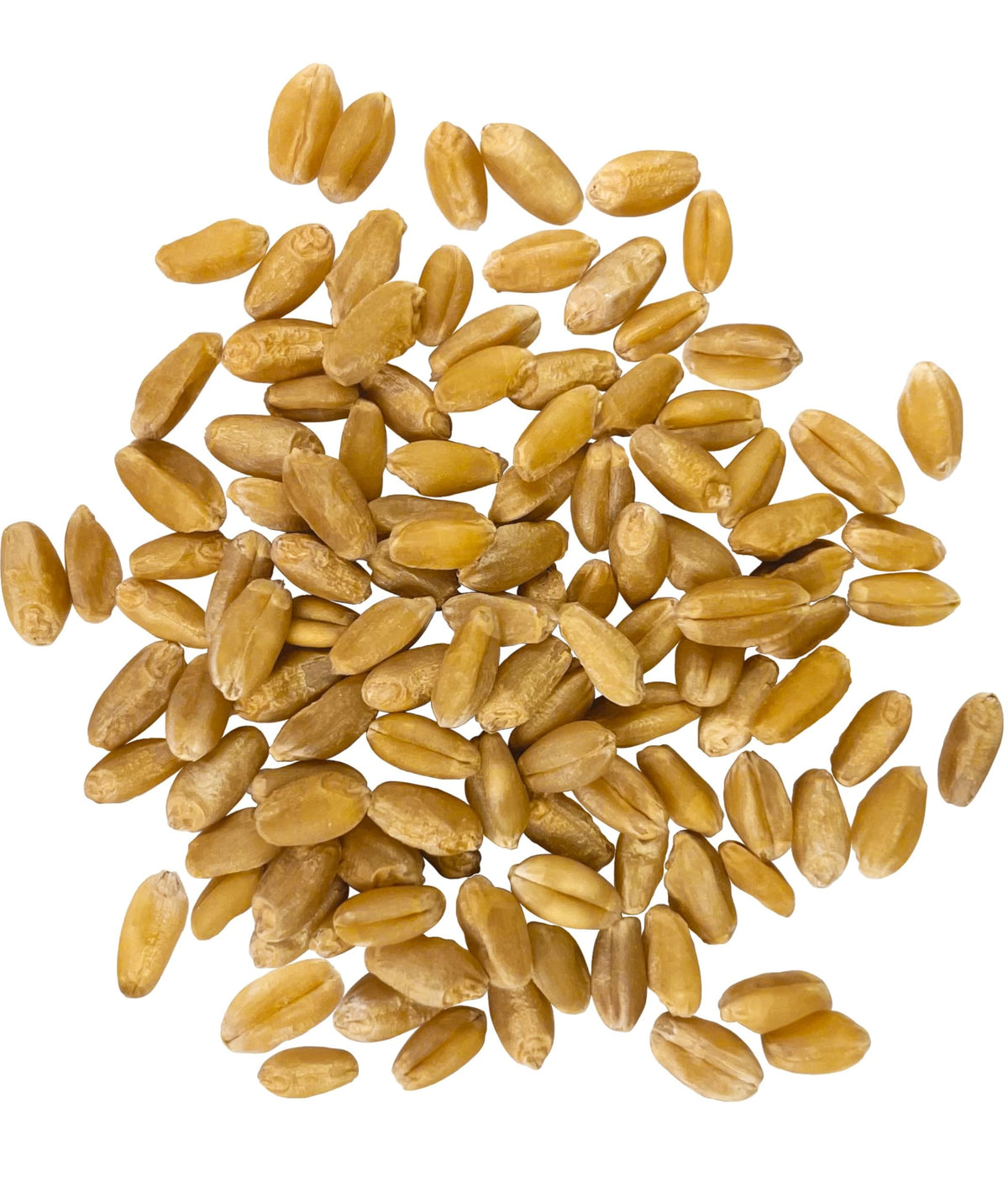 Palouse Brand hard white wheat berries packaging with resealable bag for freshness and long shelf life.