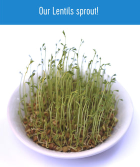 Palouse Brand lentils triple cleaned in HACCP-certified facility.