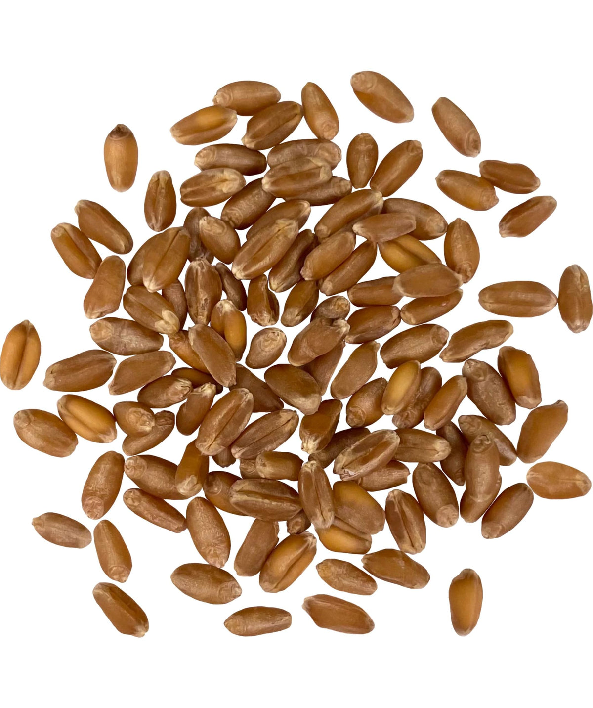 Palouse Brand Wheat Berries bag tab closeup highlights premium quality for sprouting and baking.