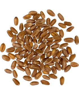 Palouse Brand Wheat Berries bag tab closeup highlights premium quality for sprouting and baking.