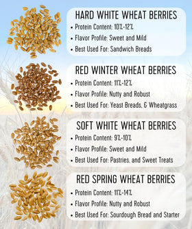 Palouse Brand wheat berries stored in airtight jar.