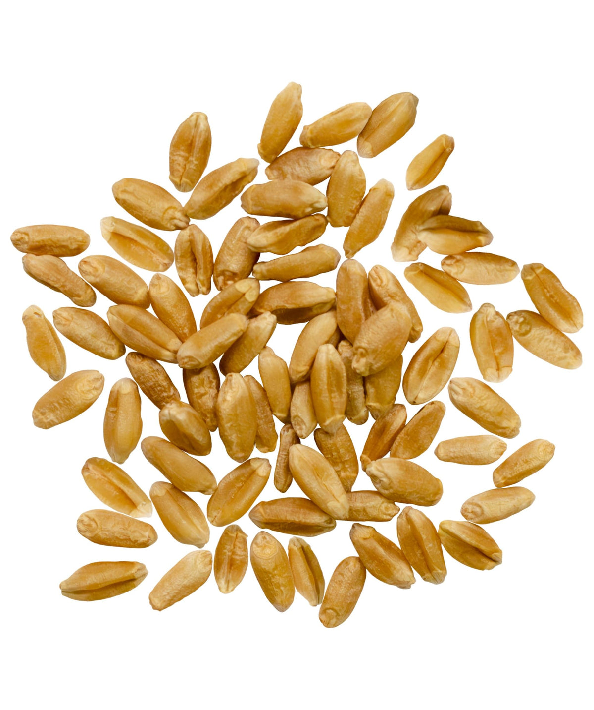 Close-up of Palouse Brand wheat berries showing plump kernels and amber color.