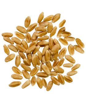 Close-up of Palouse Brand wheat berries showing plump kernels and amber color.